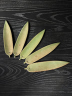 Ceramic Green Bamboo Incense Holder - Yige Bamboo Leaf Ceramic Incense Holder