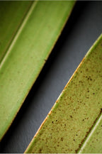 Ceramic Green Bamboo Incense Holder - Yige Bamboo Leaf Ceramic Incense Holder